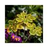 Blume Nea Friend Cazador del Sol gelb 25x8 cm